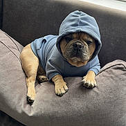 Chapo joined the competition — help win amazing prizes! dog, bulldog, french_bulldog, pet, hoodie, clothing, couch, sofa, indoors, home, window, portrait, sitting, lying_down, front_view, face, paws, wrinkles, grumpy, cute