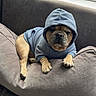 dog, bulldog, french_bulldog, pet, hoodie, clothing, couch, sofa, indoors, home, window, portrait, sitting, lying_down, front_view, face, paws, wrinkles, grumpy, cute