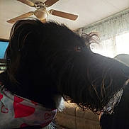 Luna Mae is registered to the contest to win money with this photo: bandana, ceiling_fan, close_up, couch, cozy, curtain, dog, fur, furniture, heart_pattern, indoor, living_room, nose, pet, remote_control, shadow, side_profile, silhouette, whiskers, window