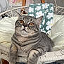 cat, tabby, gray_cat, amber_eyes, indoor, macrame_chair, cushion, blanket, floral_pattern, relaxing, pet, feline, cozy, closeup, home_interior, furniture, resting, cute, domestic_animal, animal