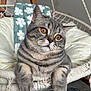 Bruno participe au concours pour gagner de l'argent avec cette photo : cat, grey_tabby, amber_eyes, hanging_chair, cozy, indoor, furniture, blanket, floral_pattern, rope, pet, cute, relaxed, fur, whiskers, portrait, close_up, curious, animal, domestic