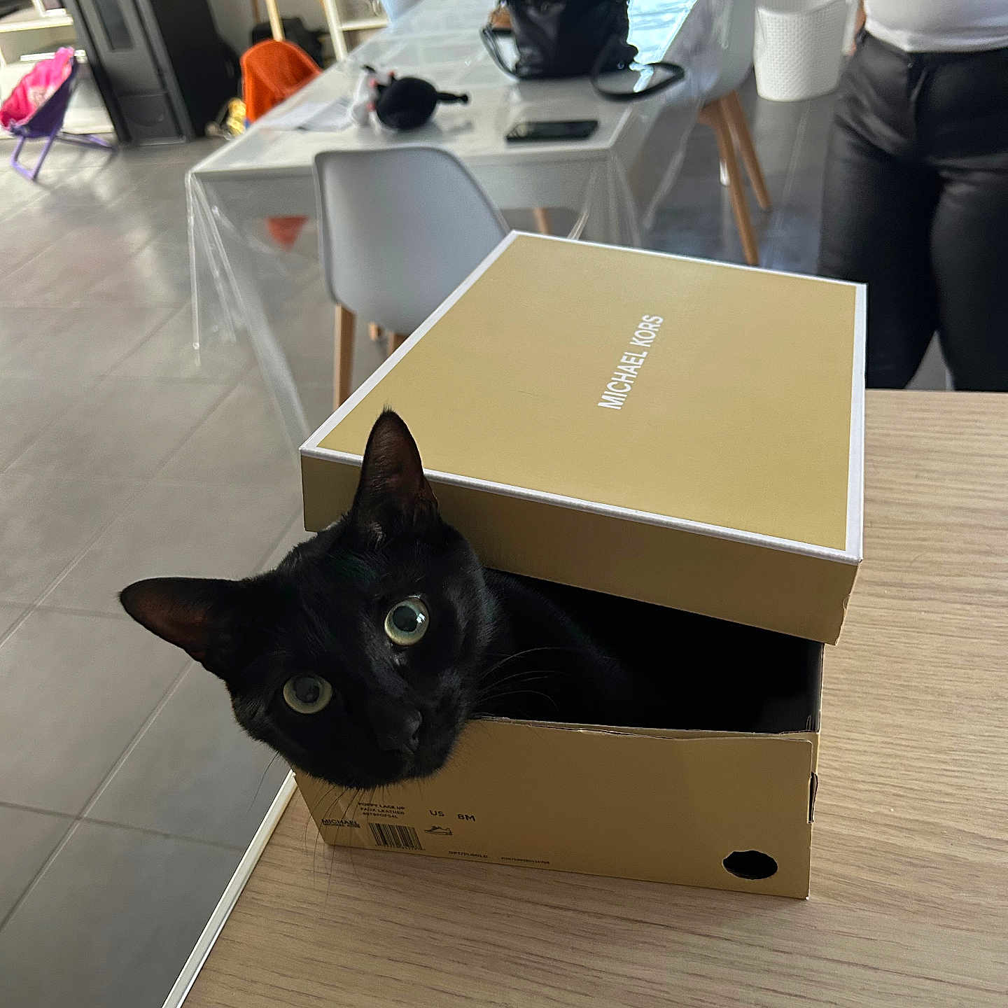 Tanos a rejoint le concours — aidez-le/la à gagner de superbes lots ! cat, black_cat, box, shoebox, table, indoor, person, chair, bag, phone, floor, tile_floor, furniture, clothing, household_items, curious, pet, domestic_animal, head, eyes