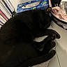 black_cat, sleeping_cat, indoor, tissue_box, books, basket, fabric, gray_cloth, cozy, quiet, resting, animal, pet, feline, paw, tail, ear, table, home, relaxation