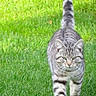 Grisou a rejoint le concours — aidez-le/la à gagner de superbes lots ! cat, tabby, pet, animal, outdoor, lawn, grass, green, walking, approaching, striped_fur, tail, whiskers, ears, eyes, feline, garden, nature, portrait, blurred