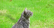 Grisou participe au concours pour gagner de l'argent avec cette photo : cat, tabby, gray_cat, animal, pet, feline, whiskers, ears, profile, sitting, outdoors, grass, lawn, garden, nature, green_background, fur, striped_fur, looking_up, side_view