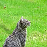 cat, tabby, gray_cat, animal, pet, feline, whiskers, ears, profile, sitting, outdoors, grass, lawn, garden, nature, green_background, fur, striped_fur, looking_up, side_view