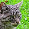 Grisou a rejoint le concours — aidez-le/la à gagner de superbes lots ! cat, tabby, gray_cat, animal, pet, feline, close_up, portrait, green_eyes, whiskers, ears, fur, striped_fur, outdoor, grass, garden, alert, staring, nature, photography