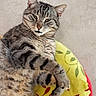 cat, tabby, feline, pet, animal, portrait, close_up, gray_fur, striped_fur, green_eyes, whiskers, ears, paws, sitting, lounging, cushion, yellow, indoor, relaxed, grumpy