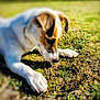 Roméo a rejoint le concours — aidez-le/la à gagner de superbes lots ! dog, outdoor, grass, animal, pet, sniffing, nature, daylight, curious, muzzle, ears, paws, brown, white, closeup, playful, canine, field, sunlight, young_dog