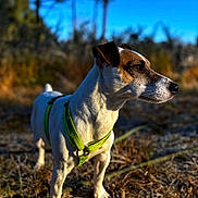 Roméo participe au concours pour gagner de l'argent avec cette photo : dog, animal, pet, outdoor, nature, green_harness, brown_and_white, canine, grass, trees, sunlight, blue_sky, alert, mammal, walking, daylight, fur, snout, ears, portrait