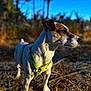 dog, animal, pet, outdoor, nature, green_harness, brown_and_white, canine, grass, trees, sunlight, blue_sky, alert, mammal, walking, daylight, fur, snout, ears, portrait