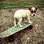 Roméo participe au concours pour gagner de l'argent avec cette photo : puppy, dog, skateboard, outdoor, grass, gravel, pet, animal, white, brown, young_dog, playful, standing, small_dog, canine, curious, patterned_skateboard, colorful, close_up, daytime
