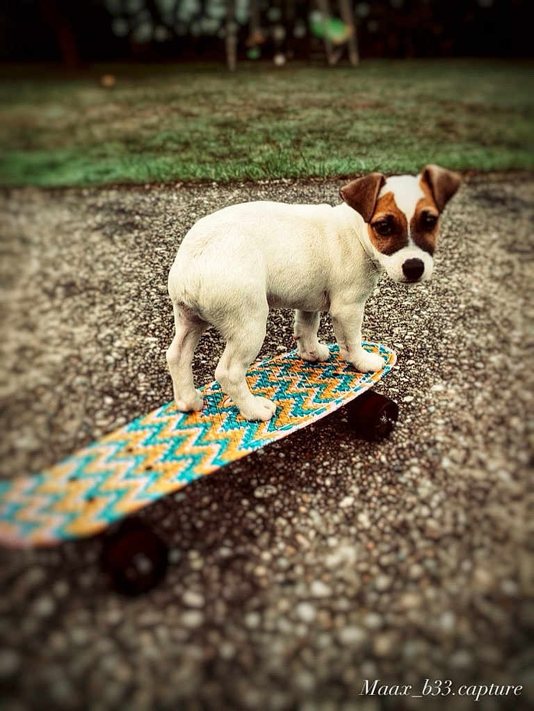 Roméo participe au concours pour gagner de l'argent avec cette photo : puppy, dog, skateboard, outdoor, grass, gravel, pet, animal, white, brown, young_dog, playful, standing, small_dog, canine, curious, patterned_skateboard, colorful, close_up, daytime