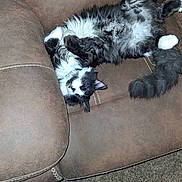 Rufus is registered to the contest to win money with this photo: animal, black_and_white, carpet, cat, couch, cozy, domestic, fluffy, foot, fur, furniture, indoor, lying_down, paw, pet, relaxed, resting, tail, tattoo, whiskers