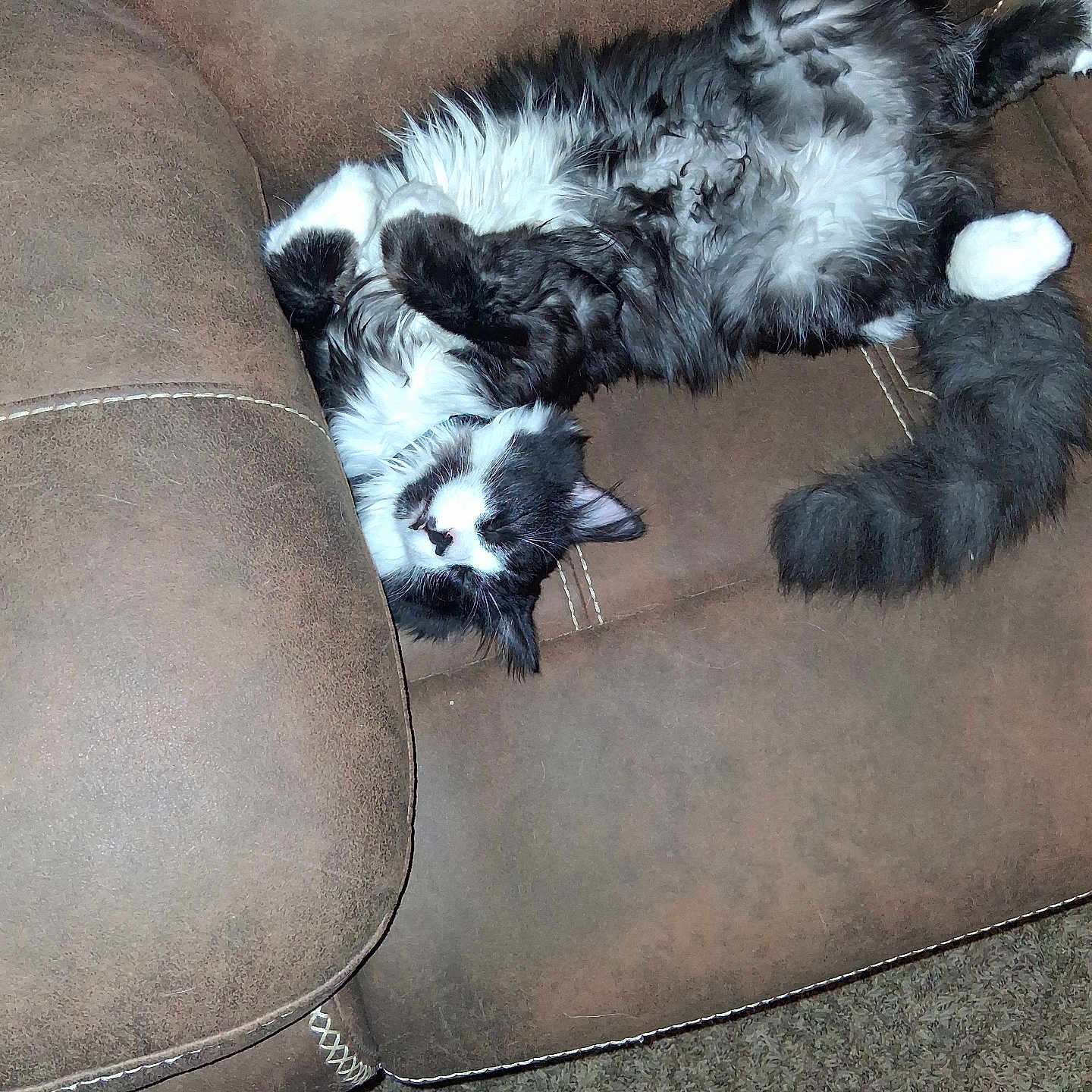 Rufus