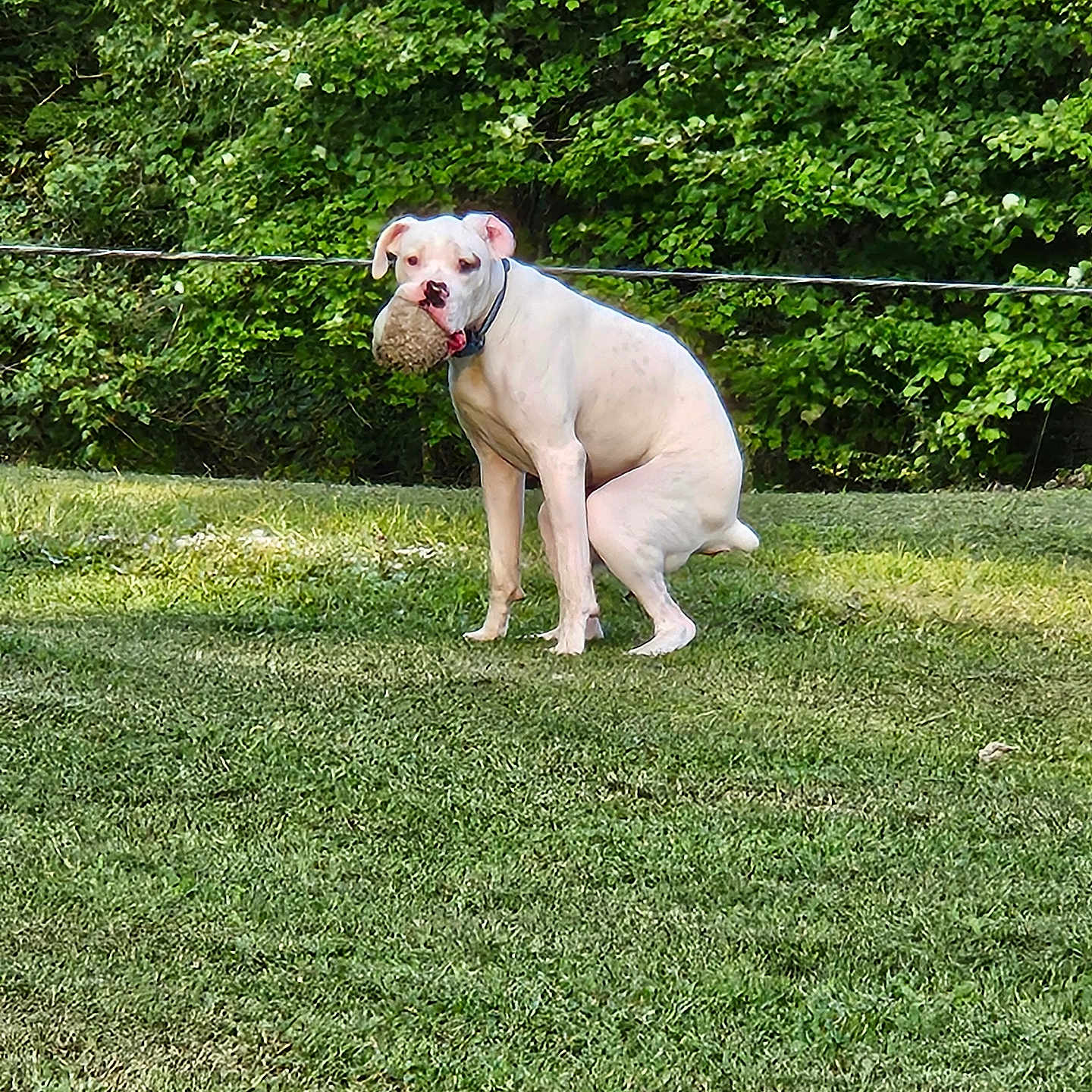 Duke joined the competition — help win amazing prizes! animal, backyard, bostonbull, boxer, bulldog, canine, dog, frenchbulldog, grass, lawn, nature, outdoors, pet, pitbull, plant, puppy, tree, vegetation, whitedog, yard
