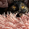 Akira participe au concours pour gagner de l'argent avec cette photo : cat, tortoiseshell, close_up, yellow_eyes, fluffy_blanket, pink, texture, curious, ears, pet, cozy, indoor, feline, whiskers, soft, face, animal, resting, cute, warm