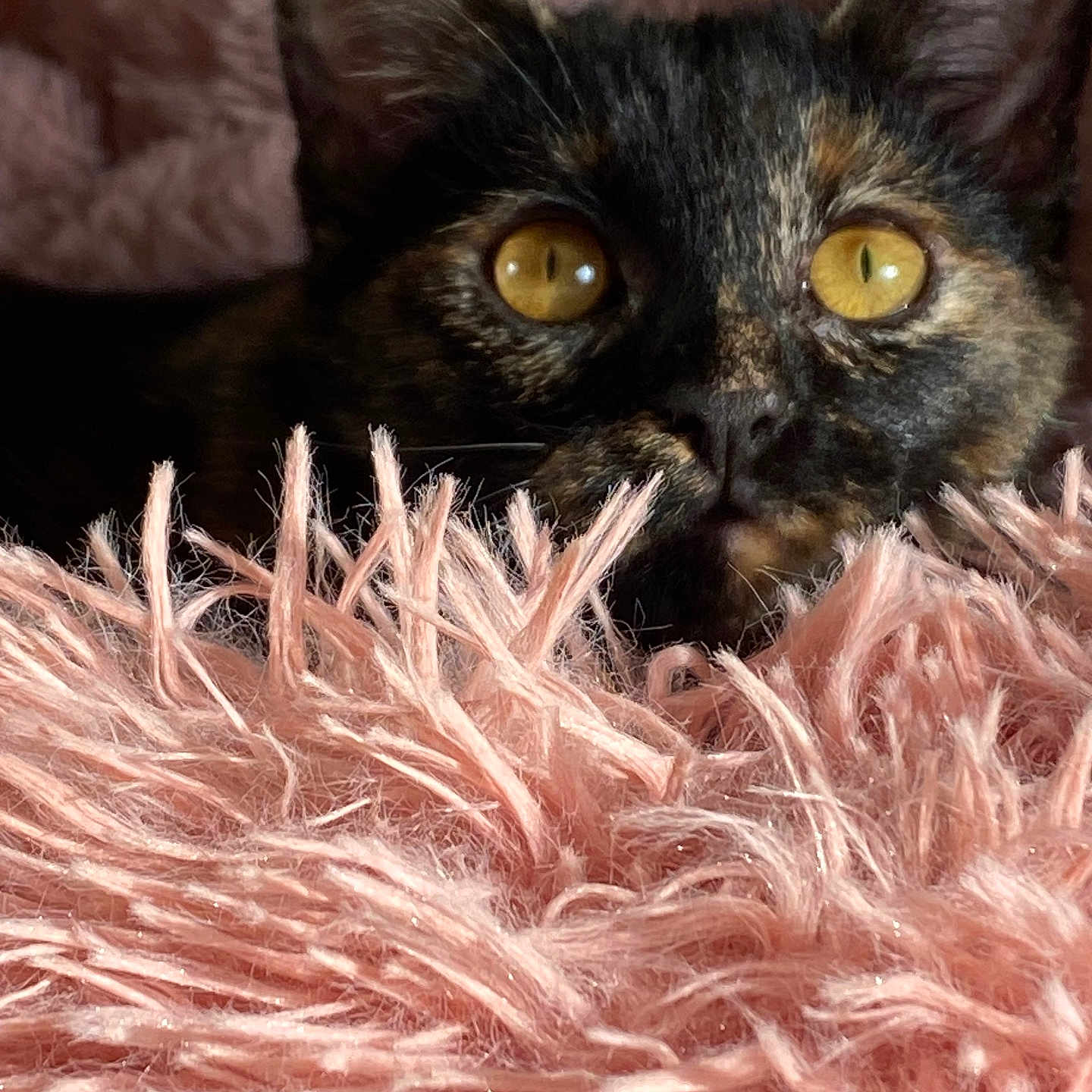 Akira participe au concours pour gagner de l'argent avec cette photo : cat, tortoiseshell, close_up, yellow_eyes, fluffy_blanket, pink, texture, curious, ears, pet, cozy, indoor, feline, whiskers, soft, face, animal, resting, cute, warm