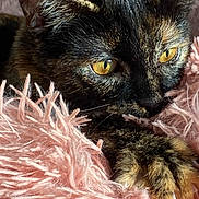 Akira participe au concours pour gagner de l'argent avec cette photo : cat, tortoiseshell, close_up, pet, animal, feline, paw, fur, yellow_eyes, blanket, pink, soft_texture, cozy, resting, indoor, cute, whiskers, sleepy, domestic_cat, portrait