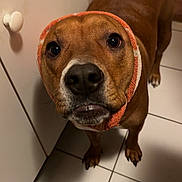 Twix participe au concours pour gagner de l'argent avec cette photo : dog, brown_dog, pet, headband, orange_headband, white_tiles, floor, indoor, curious, close_up, canine, animal, looking_up, ears_down, snout, paw, cabinet, door_knob, domestic, cute