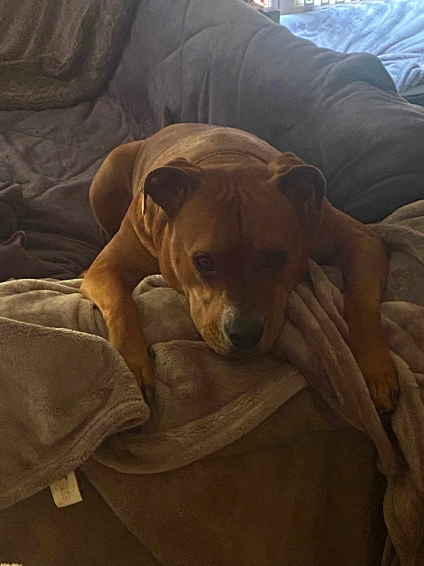 Twix a rejoint le concours — aidez-le/la à gagner de superbes lots ! dog, brown_dog, blanket, couch, indoor, relaxed, pet, fur, animal, canine, resting, home, cozy, snuggle, lying_down, soft_texture, comfort, quiet, sleepy, domestic