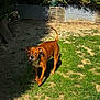 Twix participe au concours pour gagner de l'argent avec cette photo : dog, brown_dog, outdoor, grass, sunlight, shadow, garden, pet, canine, animal, nature, greenery, daylight, curious, standing, fur, collar, ears, tail, ground