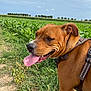 Twix participe au concours pour gagner de l'argent avec cette photo : dog, brown_dog, panting, tongue_out, harness, grass, field, plants, outdoor, nature, sky, clouds, path, canine, pet, animal, summer, daytime, happy, closeup