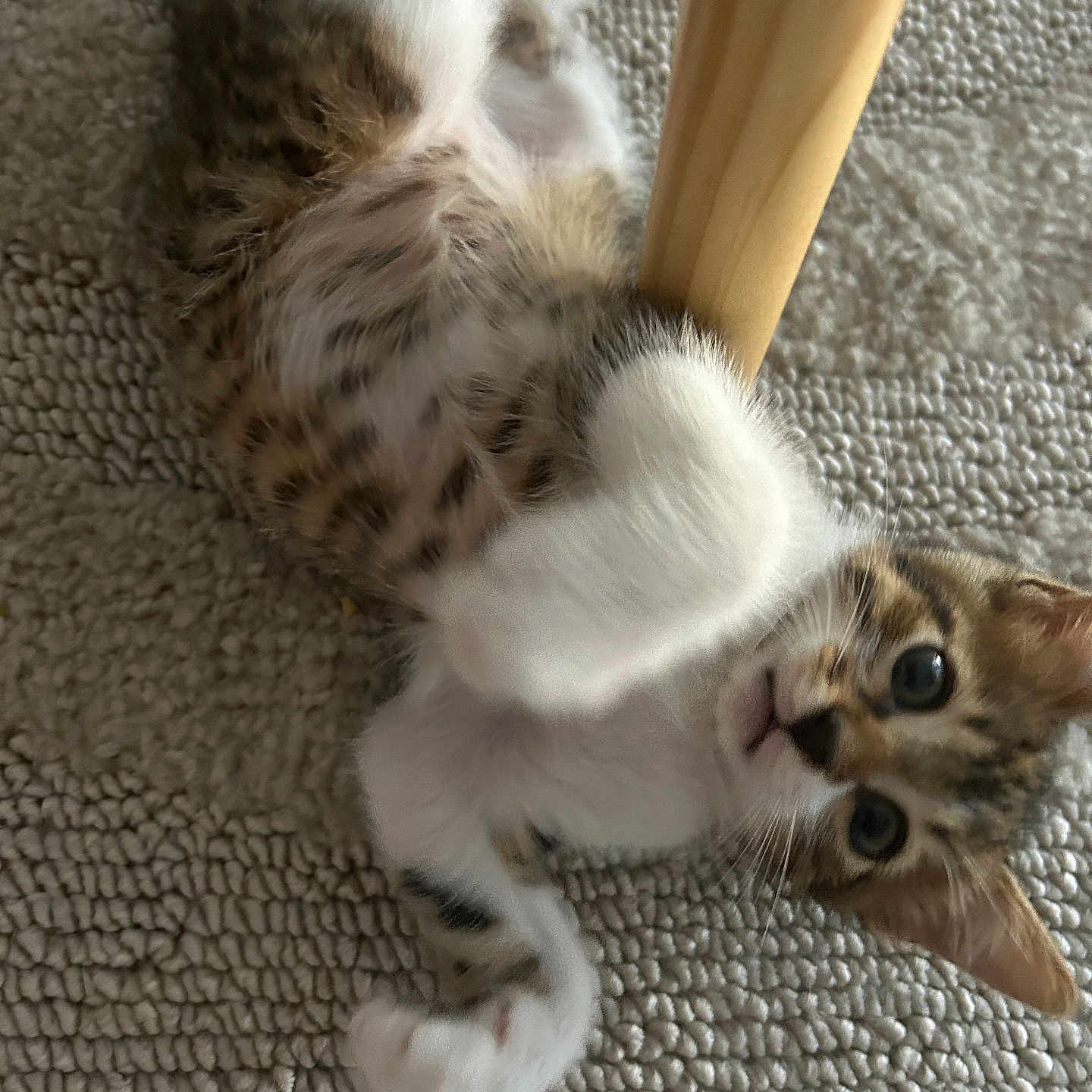 Tony a rejoint le concours — aidez-le/la à gagner de superbes lots ! abyssinian, animal, cat, egyptiancat, hardwood, kitten, manx, ocelot, person, pet, siamese, sleeping, wood