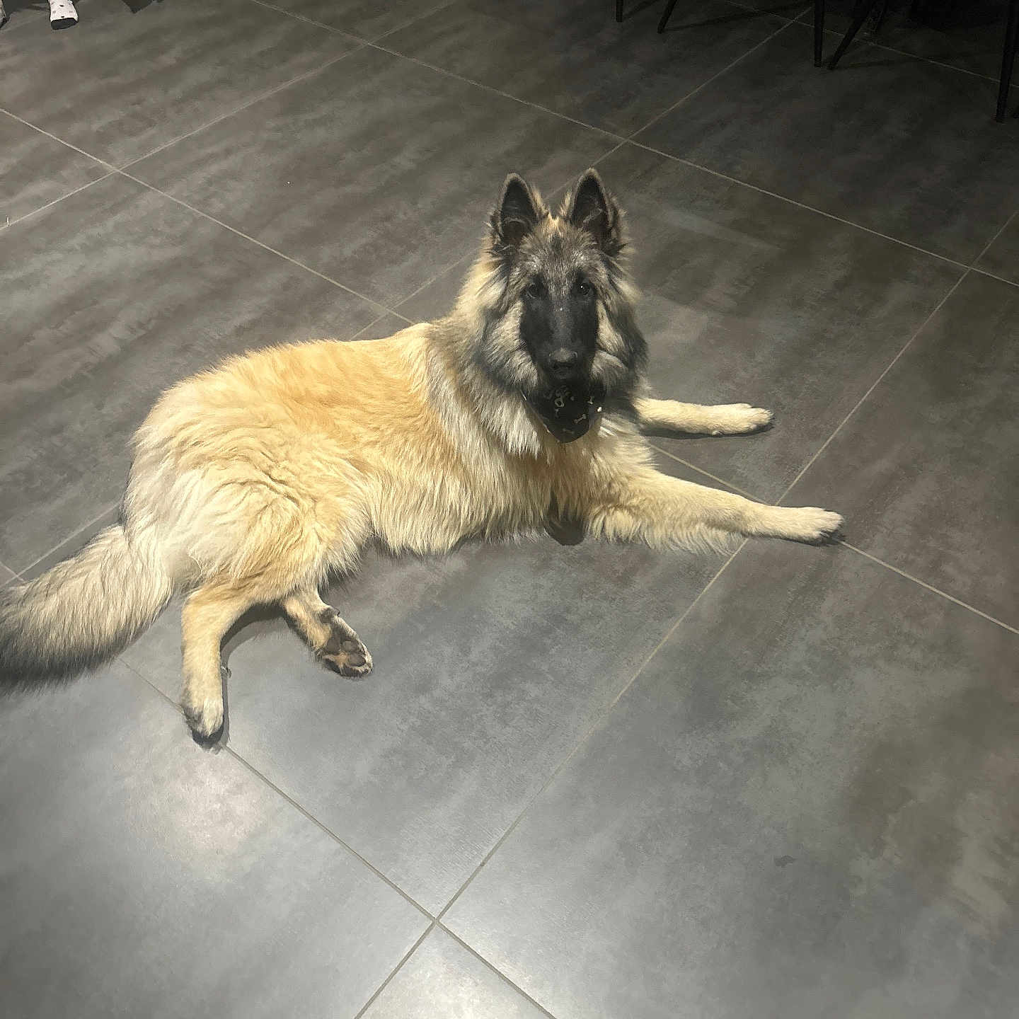 Azuro participe au concours pour gagner de l'argent avec cette photo : animal, black_nose, canine, companion, dog, domestic, ears, floor, fur, home, indoor, laying_down, legs, light, muzzle, pet, relaxed, shadow, tail, tile