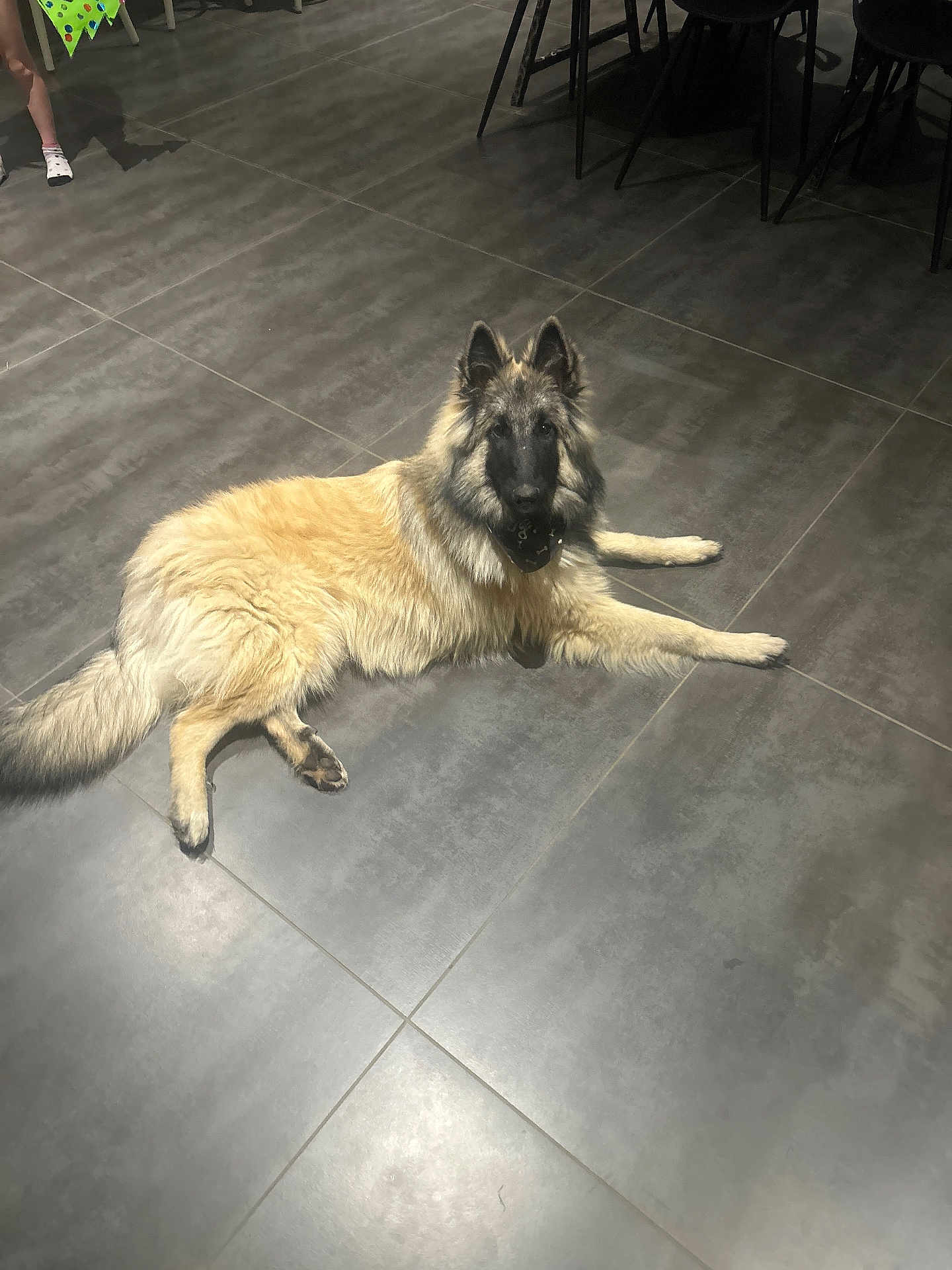 Azuro participe au concours pour gagner de l'argent avec cette photo : dog, indoor, floor, tile, pet, animal, fur, laying_down, canine, domestic, legs, shadow, black_nose, ears, tail, light, home, companion, relaxed, muzzle