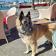 Azuro participe au concours pour gagner de l'argent avec cette photo : dog, canine, outdoor, sunny, marina, boat, water, wicker_chair, leash, pavement, pet, animal, daylight, shadow, building, tree, fence, sky, dock, portrait