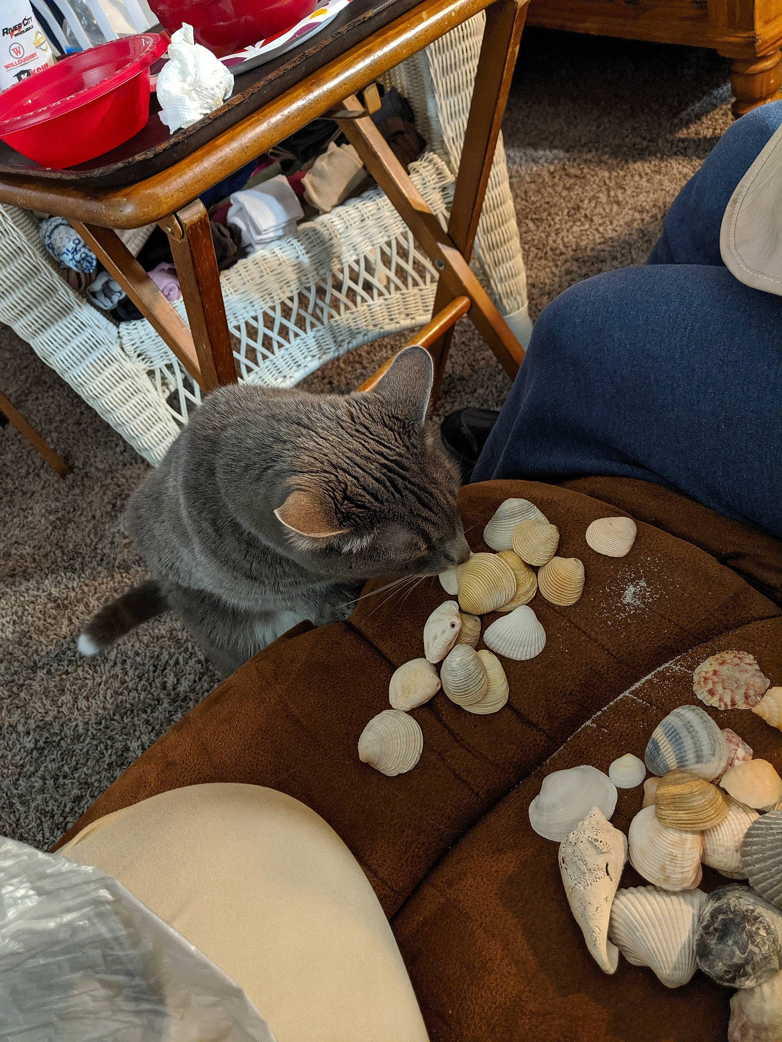 Candy joined the competition — help win amazing prizes! asian, british_shorthair, carnivore, cat, chair, chartreux, domestic_short_haired_cat, european_shorthair, fawn, felidae, furniture, russian_blue, sand, small_to_medium_sized_cats, table, whiskers, wood