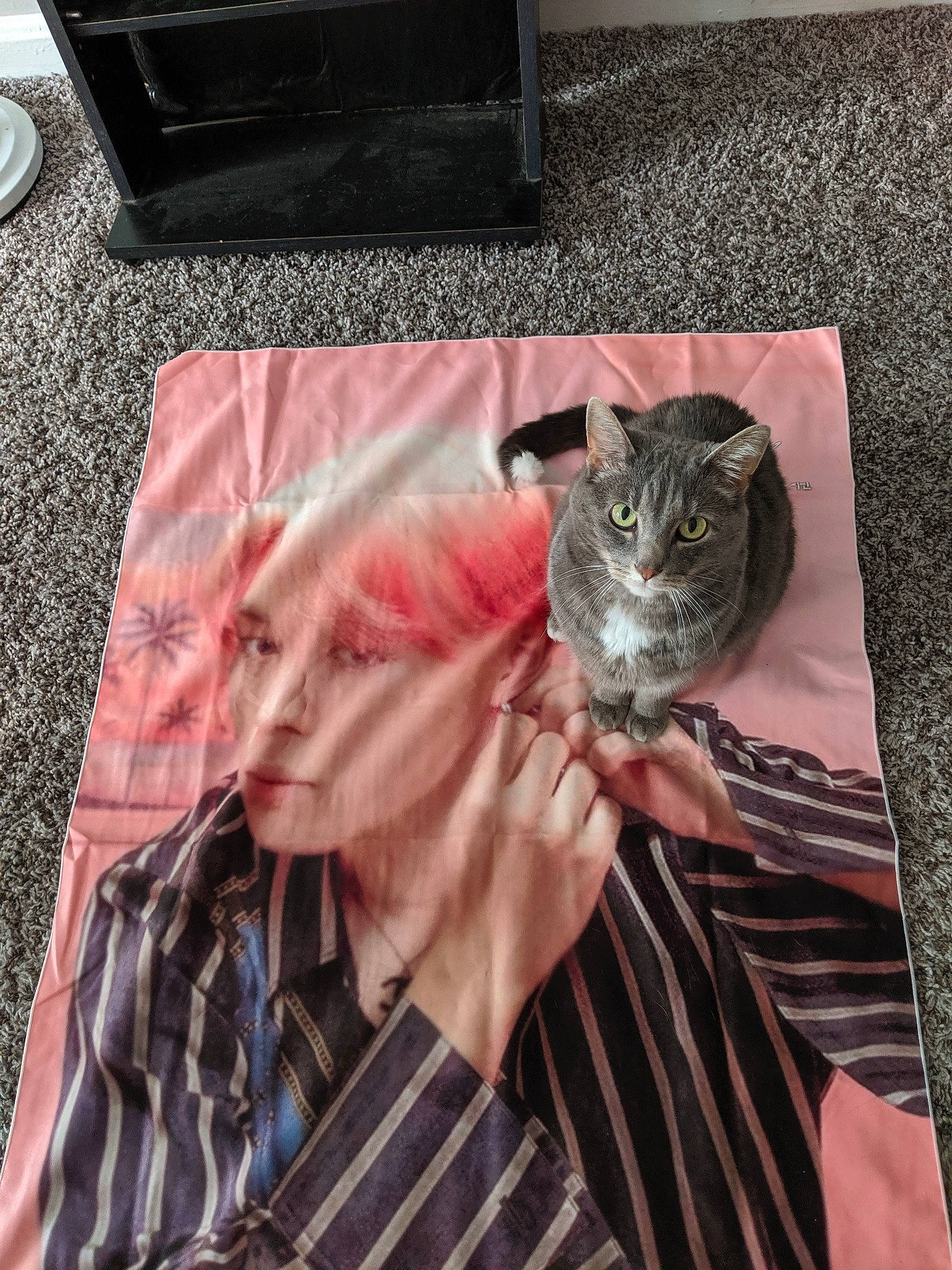 Candy joined the competition — help win amazing prizes! american_shorthair, cat, chinchilla, degu, domestic_short_haired_cat, european_shorthair, fawn, felidae, fur, gerbil, rodent, small_to_medium_sized_cats, tabby_cat, whiskers