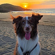 Rohdium a rejoint le concours — aidez-le/la à gagner de superbes lots ! animal, beach, border_collie, dog, floppy_ears, fur, golden_hour, happy, harness, mountains, ocean, outdoor, pet, portrait, sand, seaside, shoreline, sitting, sunset, tongue_out