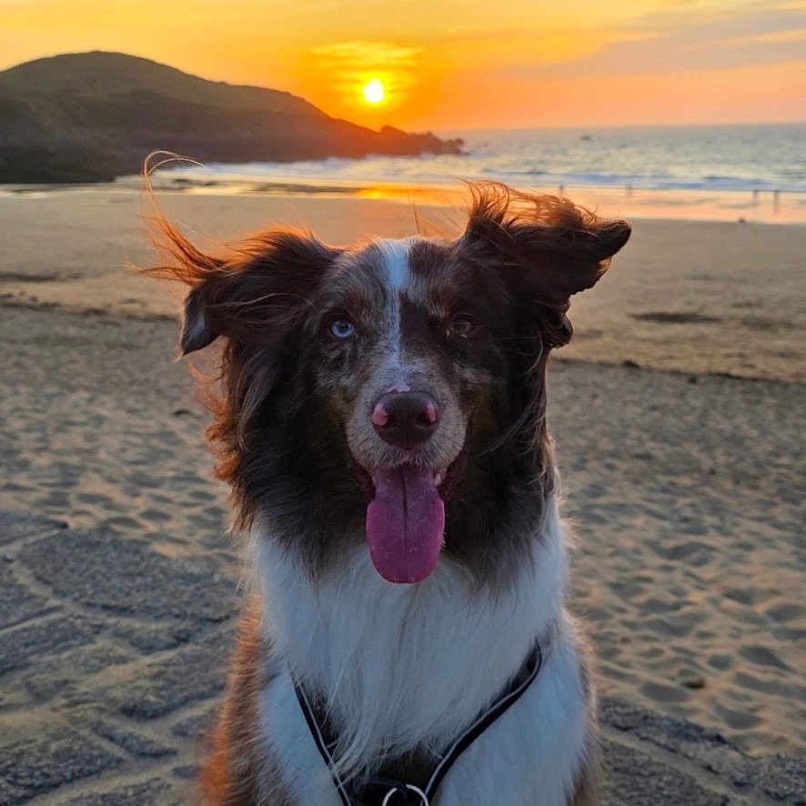 Rohdium a rejoint le concours — aidez-le/la à gagner de superbes lots ! animal, beach, border_collie, dog, floppy_ears, fur, golden_hour, happy, harness, mountains, ocean, outdoor, pet, portrait, sand, seaside, shoreline, sitting, sunset, tongue_out