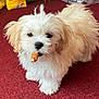 Emma joined the competition — help win amazing prizes! puppy, dog, white, fluffy, pet, indoor, carpet, treat, cute, small, animal, fur, domestic, young, looking, standing, companion, playful, adorable, mouth