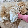 Emma is registered to the contest to win money with this photo: dog, puppy, sleeping, fluffy, toy, plush, bone_shaped_toy, blanket, cozy, resting, cute, pet, fur, indoor, animal, mammal, relaxing, comfort, small_dog, tan