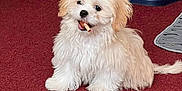 Emma is registered to the contest to win money with this photo: puppy, dog, white_fur, carpet, indoor, pet, chew_stick, water_dispenser, dog_bowls, playful, fluffy, small_dog, cute, animal, floor, companion, domestic, friendly, sitting, canine