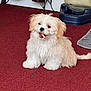 puppy, dog, white_fur, carpet, indoor, pet, chew_stick, water_dispenser, dog_bowls, playful, fluffy, small_dog, cute, animal, floor, companion, domestic, friendly, sitting, canine