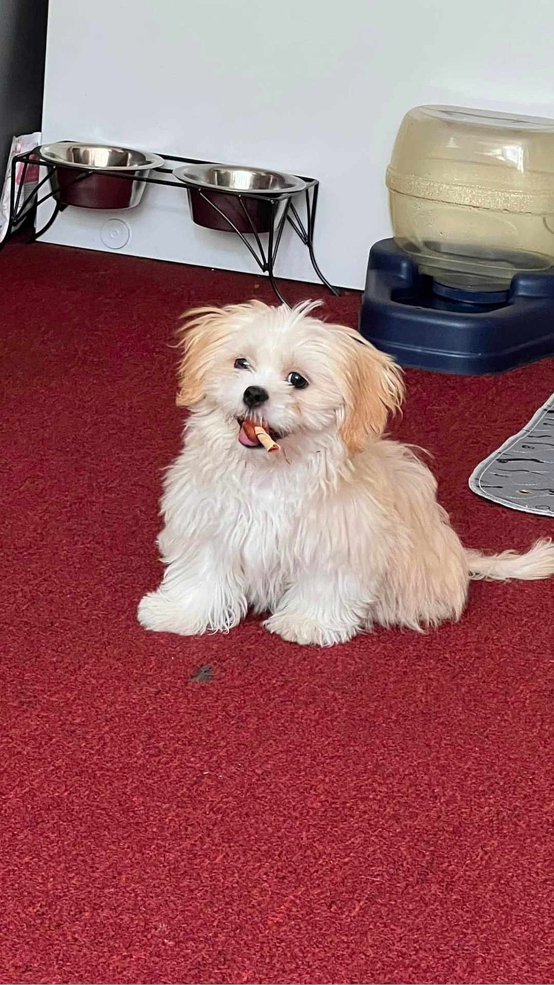 Emma is registered to the contest to win money with this photo: puppy, dog, white_fur, carpet, indoor, pet, chew_stick, water_dispenser, dog_bowls, playful, fluffy, small_dog, cute, animal, floor, companion, domestic, friendly, sitting, canine