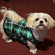 Emma is registered to the contest to win money with this photo: dog, white_dog, pet, plaid_jacket, clothing, indoor, carpet, fur, small_dog, cute, curious, standing, animal, companion, domestic_animal, mammal, tail, ears, eyes, adorable