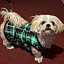 dog, white_dog, pet, plaid_jacket, clothing, indoor, carpet, fur, small_dog, cute, curious, standing, animal, companion, domestic_animal, mammal, tail, ears, eyes, adorable