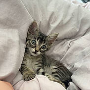 Minouche participe au concours pour gagner de l'argent avec cette photo : kitten, cat, tabby, pet, animal, bed, blanket, white, cozy, cute, fur, whiskers, ears, paw, indoor, resting, curious, young, small, feline