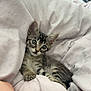 kitten, cat, tabby, pet, animal, bed, blanket, white, cozy, cute, fur, whiskers, ears, paw, indoor, resting, curious, young, small, feline
