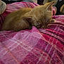 Gizzmo joined the competition — help win amazing prizes! animal, blanket, comfort, cozy, cute, domestic, fur, indoor, kitten, mammal, orange_cat, pet, pink, plaid, relaxation, resting, sleeping, small, soft, young