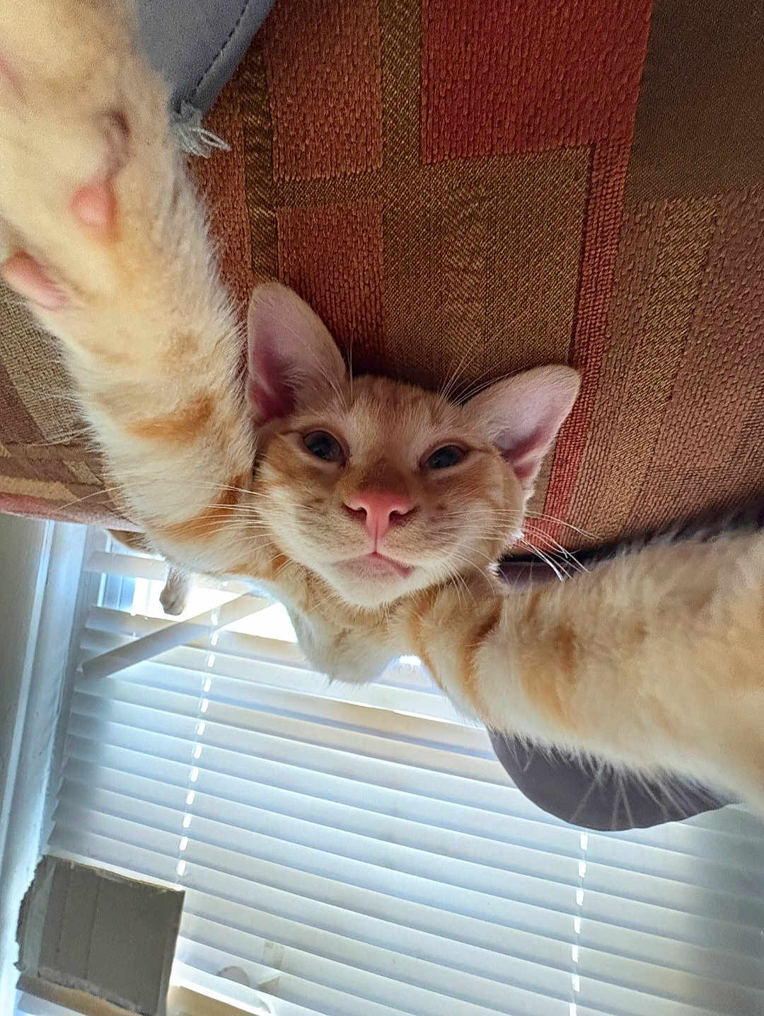 Gizzmo joined the competition — help win amazing prizes! animal, cat, closeup, couch, curious, ears, fur, home, indoor, light, mammal, nose, orange_tabby, paw, pet, playful, portrait, relaxed, whiskers, window_blinds