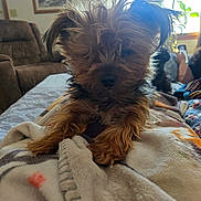 Sammi is registered to the contest to win money with this photo: dog, small_dog, fur, blanket, indoor, living_room, couch, person, phone, window, sunlight, cozy, pet, animal, brown_fur, black_fur, relaxed, resting, home, casual