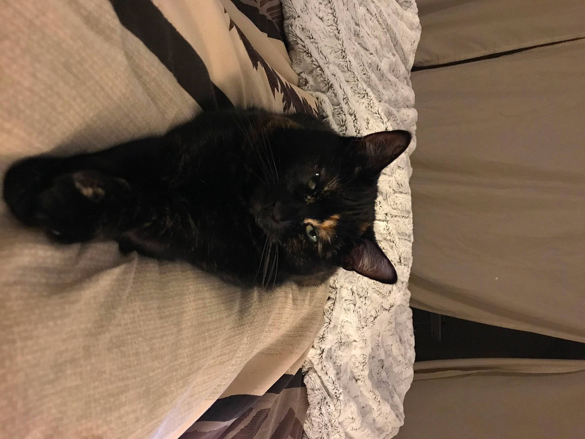 Lipton participe au concours pour gagner de l'argent avec cette photo : black_cat, bombay, carnivore, cat, claw, comfort, domestic_short_haired_cat, felidae, foot, fur, grey, human_leg, linens, plant, small_to_medium_sized_cats, snout, tail, thigh, tints_and_shades, whiskers