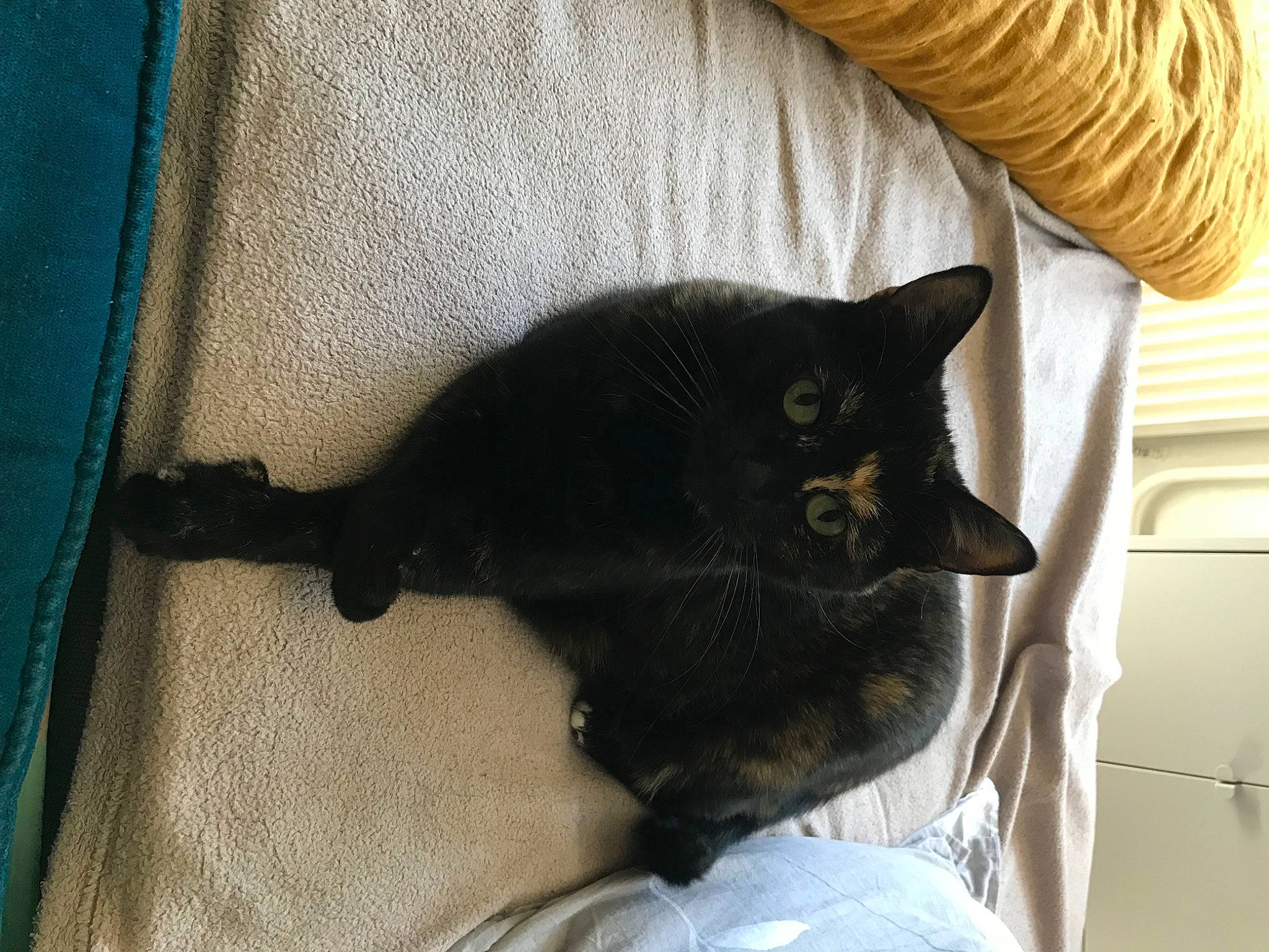 Lipton a rejoint le concours — aidez-le/la à gagner de superbes lots ! black_cat, bombay, carnivore, cat, claw, comfort, domestic_short_haired_cat, felidae, fur, grey, havana_brown, leg, nap, sitting, small_to_medium_sized_cats, snout, tail, whiskers, window, wood