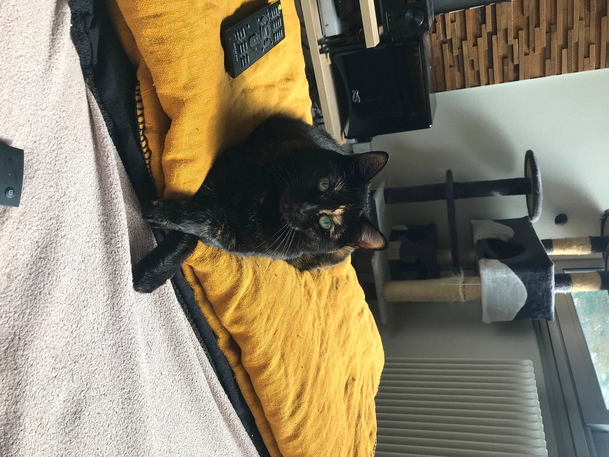 Lipton a rejoint le concours — aidez-le/la à gagner de superbes lots ! black_cat, bombay, carnivore, cat, collar, comfort, domestic_short_haired_cat, felidae, flooring, fur, grey, hardwood, linens, room, sleeve, small_to_medium_sized_cats, t_shirt, tail, whiskers, wood